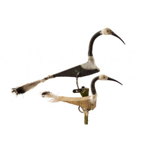 Les drôles d'oiseaux de Diedhiou